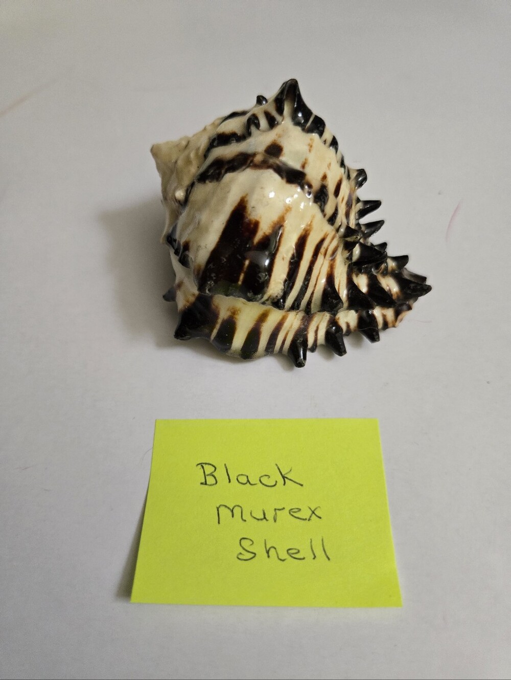 Set /3 Sea Shells - Picture 2 of 16